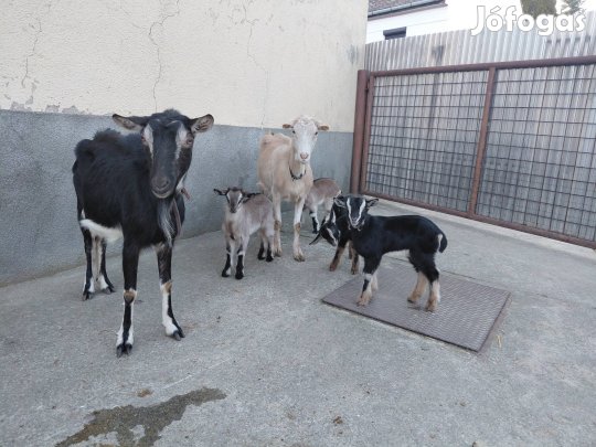 kecske család eladó 