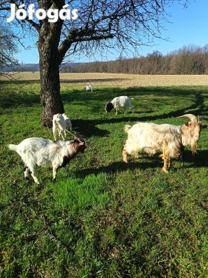 kecske csorda 