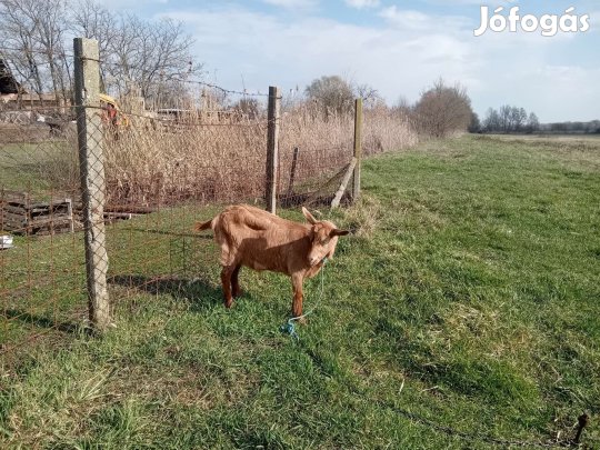 kecske eladó
