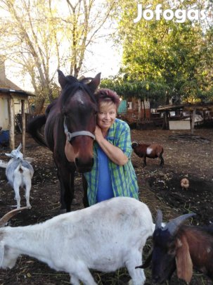 kecske gida eladó 