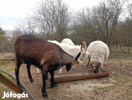 kecske kecskék 