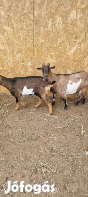 kecske nyájamat eladnám 