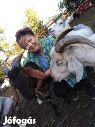 kecske tej frissen fejt eladó