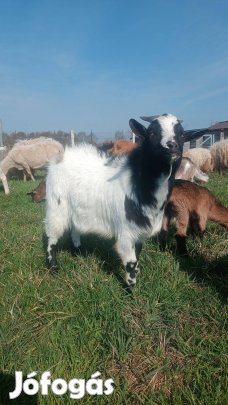 kecskék eladóak vagy csere nyúlra