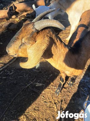 kecskék eladók 