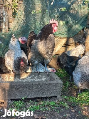 kék ausztralorp tenyésztojás eladó 