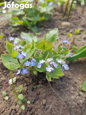 kék nefelejcs palánták