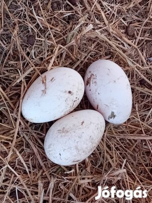 kelteni való liba tojás eladó