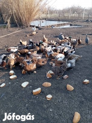keltetésre alkalmas nagytestű tarka magyar kacsa tojás eladó 