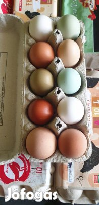 keltetésre alkalmas tojás