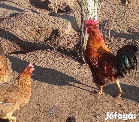 keltetesre fogoly és sárga színű őshonos magyar tyúk tojás 