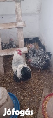 keltetni való tojás