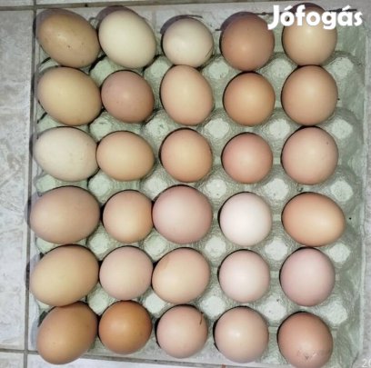 keltetni való tojás 