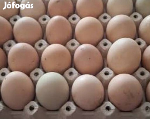keltetni való tojás, vegyes kapirgálós eladó
