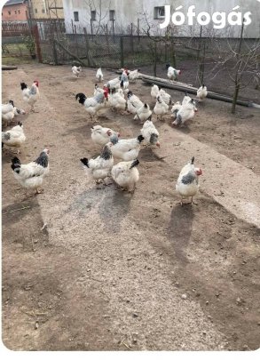 keltetni való tojás eladó 