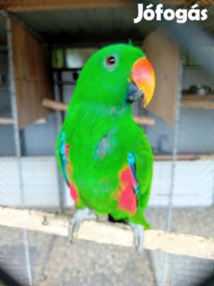keresek nemes papagáj hímet !!!!