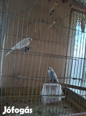 két pár hullámos papagáj 