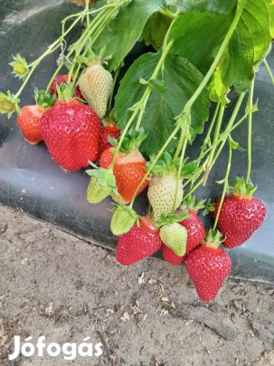 kétszertermő eper palánta 