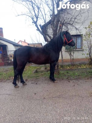 kettőt adnám egyre vagy kp rugalmas vagyok 