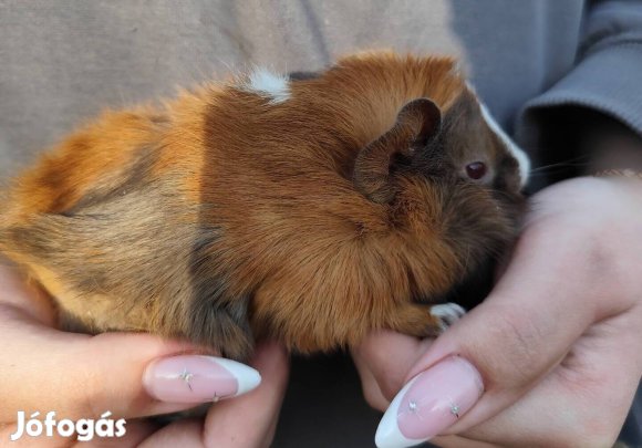 kicsi tengerimalacok 