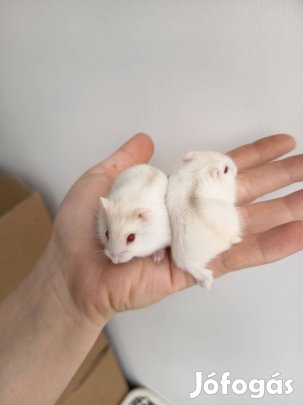 kicsi törpehörcsög hörcsög