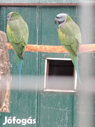kína tojó papagájok cserélhetők hím kína papagájra