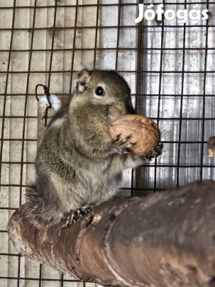 kínai csíkos mókus hímek
