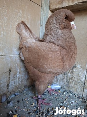 king galambok tovább költöznének.