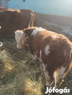 kis Bika borjú eladó 