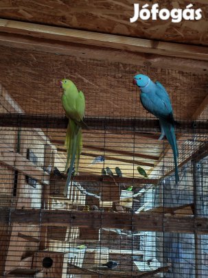 kis Sándor papagáj