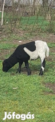 kis bárányok