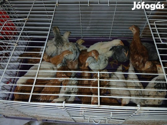 kis kakasok eladók