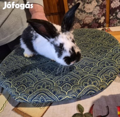 kis nyuszik máshol ugrálnának 