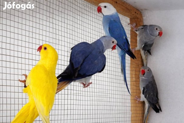 kis sándor papagáj, kissándor papagájok