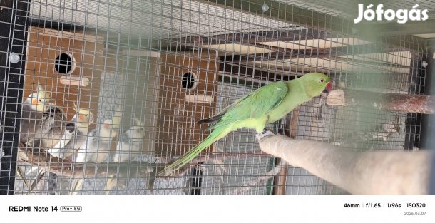 kis sándor papagáj eladó 