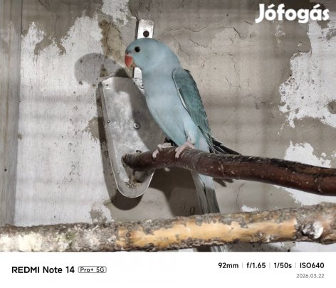 kis sándor papagájok eladók 