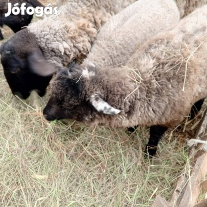 kisbárány suffolk racka cigája mix