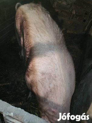 kocák eladók 300-400kg között