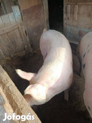 kocának való eladó 