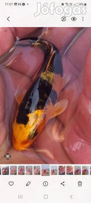 koi ponty, kerti tó