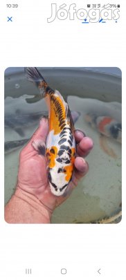 koi ponty, kerti tó,  tavi hal,