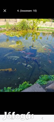 koi ponty ha a méret alényeg..