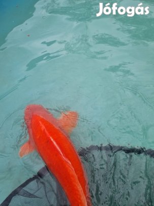 koi pontyok,    tavi halak.   kerti tó