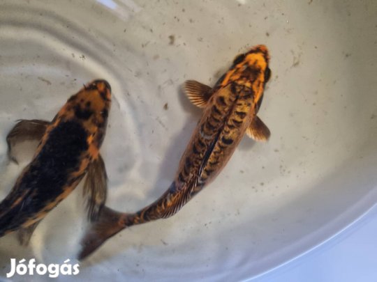 koi pontyok egyenesen Japánból.