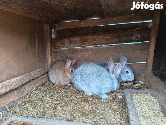 kölcsönözhető húsvéti nyuszik