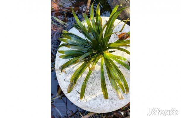 kolokán, vizi kaktusz tavi évelő növény