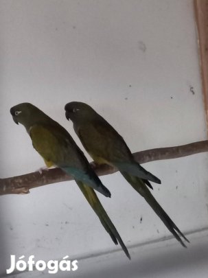 költözne,1par 4-eves véridegen szikla pár, erős madarak