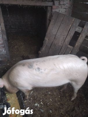 költözne egy koca hizo