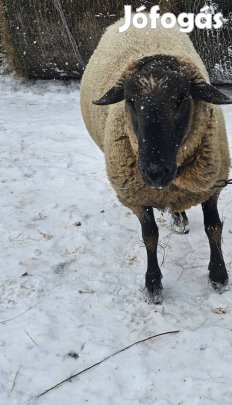 költözne kos birka