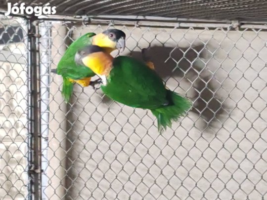 költöznének a fotón látható madarak. 